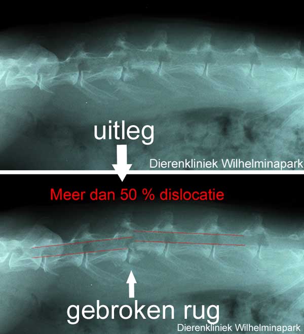 Een konijn met een gebroken rug komt bijna nooit voor